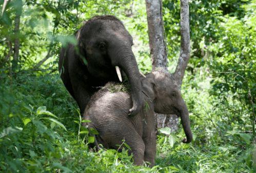 伊利园大象在线视频,揭秘大象的日常生活与智慧