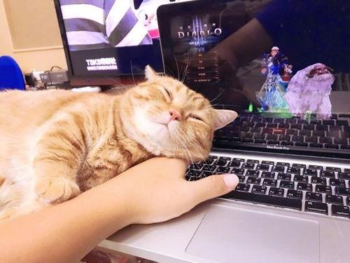 橘猫青娱视频在线视频